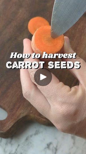 Orange Carrots, Carrot Sticks, Seed Starter, Carrot Seeds, Seed Saving, Herb Seeds, In The Beginning, House Plant, Let Go