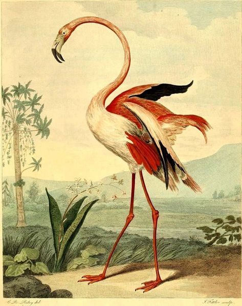 Flamingo Artwork, Vintage Flamingo, Flamingo Pictures, Flamingo Art Print, Flamingo Painting, Birds Of America, Flamingo Bird, Flamingo Art, Flamingo Print