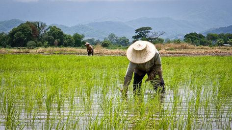 Farmers Day, Farming Guide, Crop Insurance, Rice Paddy, Farming Business, Zhengzhou, Behance Net, Phuket, Our World