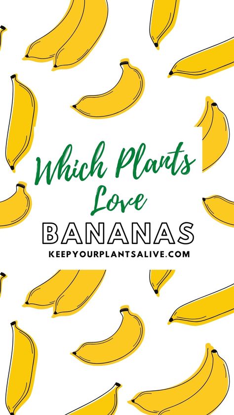 Banana Fertilizer For Plants, Using Bananas In The Garden, How To Use Banana Peels For Plants, Banana Skin Water For Plants, Banana Peels In The Garden, Banana Peels In Water For Plants, Banana Fertilizer Plants, Banana Tea For Plants, Banana Plant Fertilizer