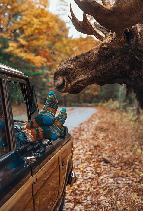 Autumn Pictures, Moose Lodge, Autumn Animals, Kiel James Patrick, Classy Girls Wear Pearls, Bull Moose, Cabin Socks, Fall Road Trip, James Patrick