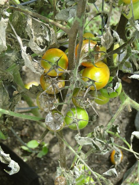 Tomato Blight – Identification, Avoidance & What To Do When It Strikes | Polytunnel Gardening Tomato Blight, Tomato Disease, Garlic Bulb, Fungal Infection, Summer Vegetable, Growing Tomatoes, Water Spray, Fruit And Veg, Plant Care