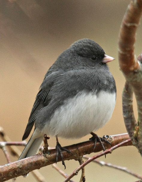 Junco aka Snowbird - Used to see them in Dayton, Ohio in the winter.  Just saw one here in NC Ohio Birds, Tall And Short, Bird Identification, Hand Carved Stamps, Birds And The Bees, Dayton Ohio, Backyard Birds, Bird Pictures, All Birds