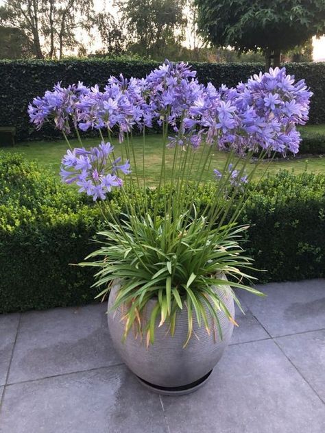 Incredible Garden Makover | Garden Decor Agapanthus In Pots, Agapanthus Garden, Hydrangea Landscaping, Patio Flowers, Garden Plant Pots, Cottage Garden Design, Balcony Plants, Flower Pots Outdoor, Garden Makeover