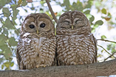 Northern Spotted Owl, Owl Facts, Spotted Owl, Barred Owl, Hoot Owl, Owl Pictures, Beautiful Owl, Cute Owl, Birds Of Prey