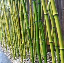 How to grow a Bamboo fence...  Could be good to know if they actually DO put a bar in next to my house.. Bamboo Screening Fence, Natural Privacy Fences, Fargesia Rufa, Bamboo Screen, Diy Garden Landscaping, Clumping Bamboo, Growing Bamboo, Bamboo Trees, Backyard Privacy