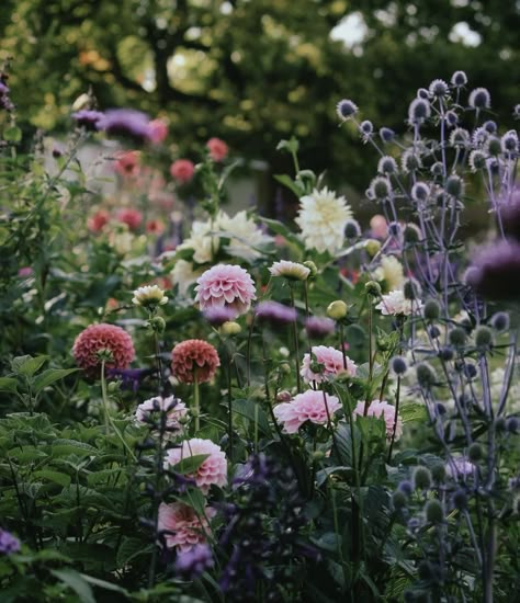 Dahlia Border, California House, Garden Inspo, Cottage Garden Plants, English Country Gardens, Cut Flower Garden, Magical Garden, Perennial Garden, Green House