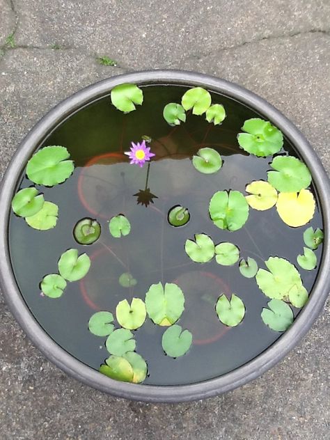 Smaller terra cotta pots holding lotus blossoms in a larger pot. Lotus Garden, Small Terracotta Pots, Chinese Decor, Lotus Leaves, Lotus Blossom, Fish Ponds, Large Pots, Plant Mom, Water Lily