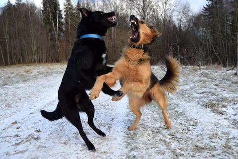 Wireless Dog Fence, Dog Steps, Dog Exercise, Aggressive Dog, Dog Fence, Dog Parents, Two Dogs, Mouse Mat, Dog Behavior