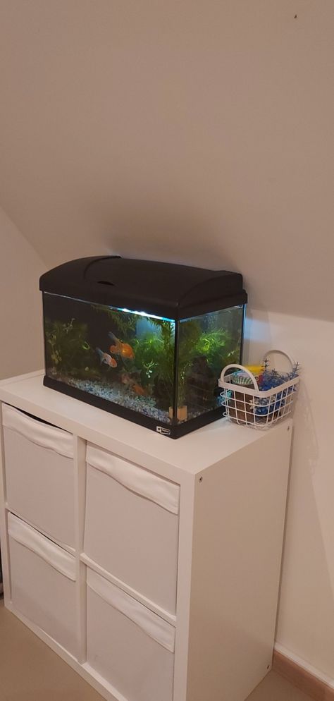 Bedroom With Fish Tank, Goldfish Tank Aesthetic, Gold Fish Tank Ideas, Aquarium In Bedroom, Guppy Fish Tank Ideas, Alyssacore Aesthetic, Goldfish Tank Ideas, Fish Tank Aesthetic, Mini Fish Tank