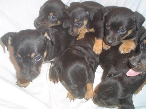 Jack Russell black and tan Jack Russell, Black And Tan, Dogs, Animals, Black