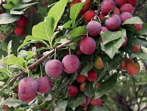 Wild Plum Tree, Plum Varieties, Prune Fruit, Plum Seed, Wild Plum, Fruit Bearing Trees, Berry Bushes, Plum Tree, Red Plum