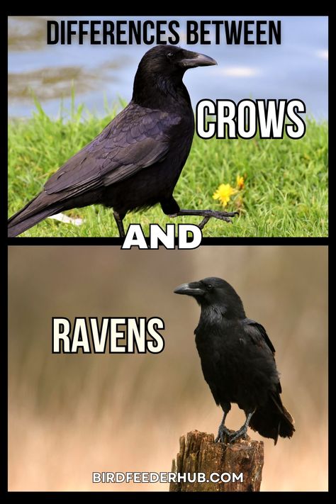 If you're confused about crows and ravens and want to learn the differences between them, this article will help you out! #Ravens #Crows #Crowsandravens Difference Between Crows And Ravens, Difference Between Raven And Crow, Raven And Crow Difference, Pictures Of Crows, Crows Vs Ravens, Crow Vs Raven Symbolism, Images Of Crows, Crow Vs Raven, Raven Aesthetic Bird