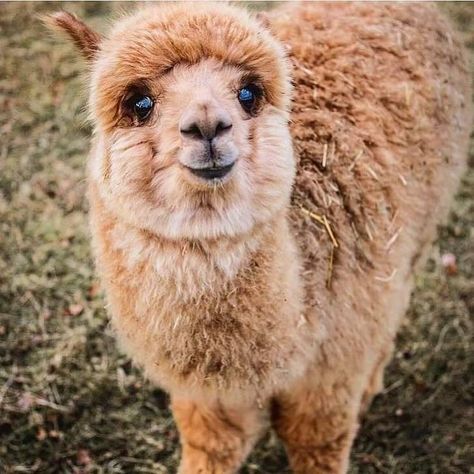 The sweet face of a baby alpaca. Submit your cute pet here | Source: https://bit.ly/2INWY2f Lama Animal, Love With, Cute Alpaca, Cute Llama, Pretty Animals, Al Pacino, Work With Animals, Cute Wild Animals, Animal Wallpaper