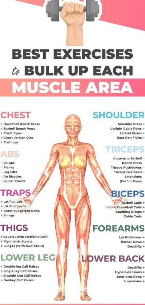 Which types of muscles would you like to bulk up? If you want everything to get bigger, you must first know the basic types of muscles you need to work on. Muscle Map Women, Bulking Routine Build Muscle, How To Get Into Body Building, Body Muscles Names Gym, How To Get Bigger Muscles, Woman Bulking Workout, Building Muscle For Women Beginners, How To Get Big Muscles Fast, Womens Muscle Building Workout