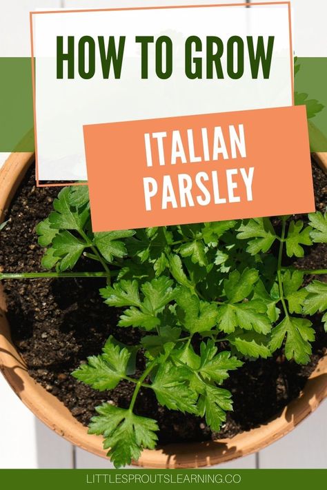 Learning how to grow Italian parsley (or any kind of parsley) is super easy and herbs are a great plant for beginning gardeners because they are so forgiving. They aren't finicky, can take drought, and give you great flavor for your food. Plus they are super healthy. Italian Parsley Plant, Aero Garden, Homemade Italian Seasoning, Growing Parsley, Parsley Plant, Parsley Recipes, Growing Herbs Indoors, Italian Parsley, Herb Gardens