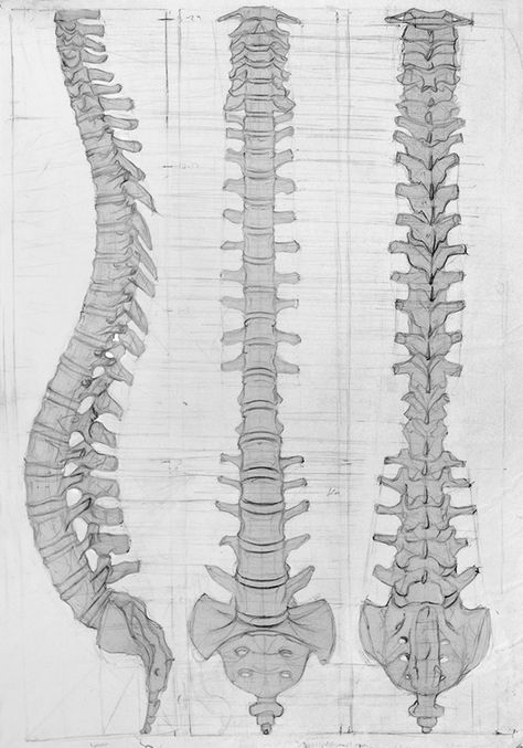 This are analytic drawings of a skeleton I had the privilege to draw.Done with graphite on bond paper, or sanguine and charcoal over craft paper. Spine Drawing, Anatomy Drawing Practice, Study Station, Analytical Drawing, Cyanotype Ideas, Male Skeleton, Bird Person, Skeleton Human, Human Skeleton Anatomy