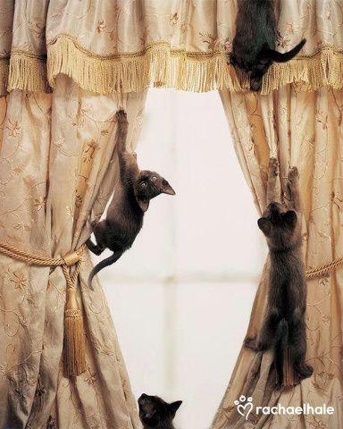 ♥ Burmilla Cat, Herding Cats, Burmese Cat, Cat Plants, Kinds Of Cats, Katharine Hepburn, Bad Cats, Cat Climbing, Cat Claws