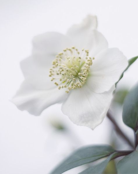 White flower | HD photo by Gosia Oledzka (@gosia_oledzka) on Unsplash White Flower Pictures, Lenten Roses, Christmas Roses, Macro Pictures, Shade Tolerant Plants, Copyright Free Images, Virtual Flowers, Lenten Rose, Flower Close Up