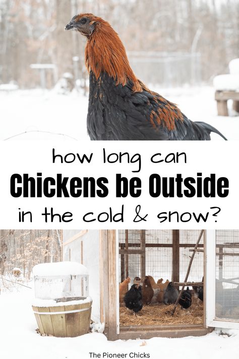 Chickens In The Snow, Chicken Coop Winter, Livestock Shelter, Farm Chickens, Chickens In The Winter, Meat Birds, Chicken Keeping, Chicken Farming, Backyard Chicken Farming