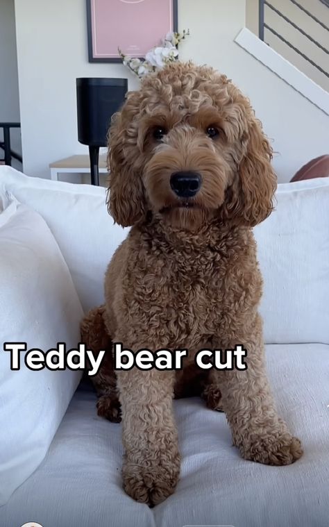 Goldendoodle Haircuts Teddy Bears, Black Cockapoo Haircut Styles, Curly Doodle Haircut Styles, Sproodle Dogs, Curly Goldendoodle, Golden Doodle Haircut Styles, Aussiedoodle Grooming, Grooming Goldendoodle, Labradoodle Hair