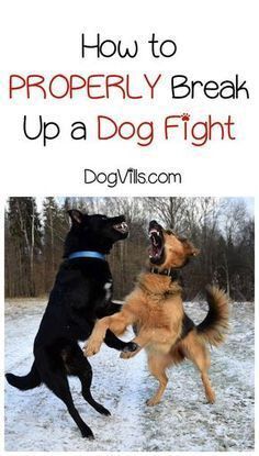 Play-biting, nipping, is a normal part of puppy behavior, but that doesn't mean you have to be ok with it. Here are some tips on how to stop this behavior! #dogtrainingadvicetips #dogbehavior #dogtraining #dogobedience #dogs #dogtips #dogcalm #dogtrainingtips Dog Jumping, Easiest Dogs To Train, Food Dog, Dog Training Advice, Dog Training Techniques, Best Dog Training, Dog Info, Dog Hacks, Dog Care Tips