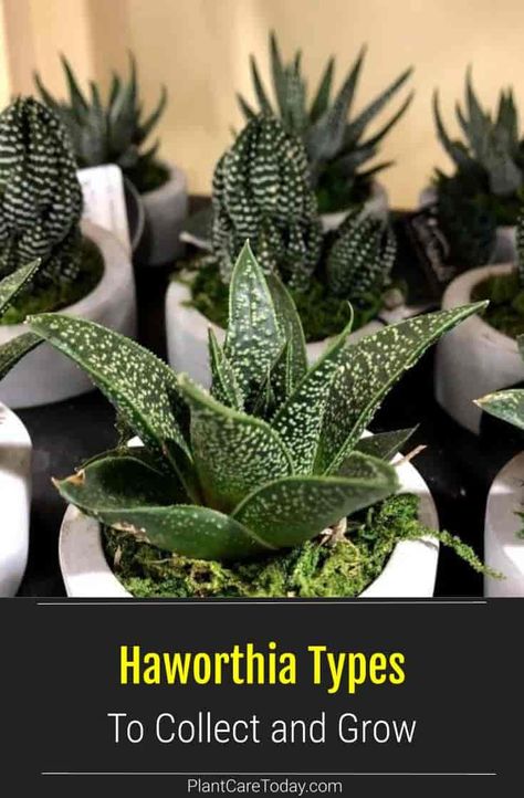 All the succulent Haworthia varieties are easy to grow, fun to collect, and make excellent additions to small space gardens. These small plants require less light than most succulents. [DETAILS] Haworthia Succulents, Succulent Haworthia, Succulent Varieties, Small Succulent Plants, Zebra Plant, Growing Succulents, Tiny Plants, Succulents Indoor, Jade Plants