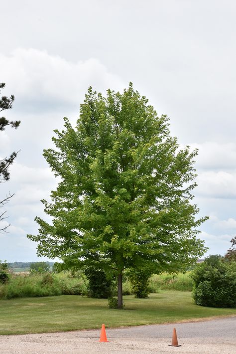 Autumn Blaze Maple Tree, Autumn Blaze Maple, Nursery Garden, Full Size Photo, Garden Guide, Maple Tree, Public Garden, Deciduous Trees, Ornamental Grasses