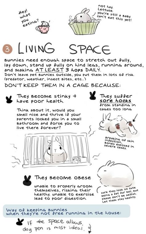 Bunny Knowledge, Rabbit Hacks, Bunny Tips, Diy Bunny Cage, Rabbit Health, Bunny Care Tips, Rabbit Facts, Lionhead Bunny, Rabbit Stuff