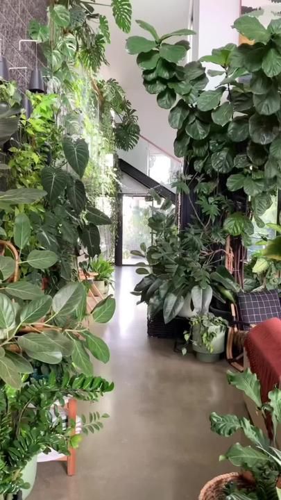 TikTok · Nature Indoor Plants Low Light, Indoor Plants Styling, Indoor Plant Wall, Herb Garden Kit, Hanging Plant Wall, Trellis Plants, Garden Tool Set, Indoor Jungle, Terrarium Plants