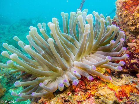 panama_wildlife on Instagram: Giant Caribbean Sea Anemone / Anémona Marina Gigante del Caribe (Condylactis gigantea) © Angel Sanchez www.panamawildlife.net Angel Sanchez, Sea Anemone, Wildlife Photos, Caribbean Sea, Ocean Life, Anemone, Panama, Angel, Birds