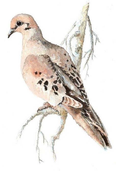 Turtle Dove Dove Watercolor, Paint Birds, Lounge Art, Dove Drawing, Dove Painting, Art Alevel, Watercolor Birds, Nature Sketch, Turtle Dove