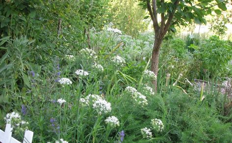 Lillie House Permaculture: Companion Planting--Apricot understory for winter harvest. Landscaping Pathways, Forest Gardening, Edible Landscape, Home Restoration, Apricot Tree, Regenerative Agriculture, Garlic Chives, Edible Landscaping, Community Organizing