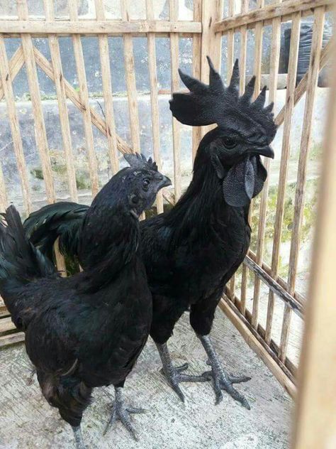 Cemani Black Chickens lay black shelled eggs. Ayam Cemani, Giant Chicken, Chicken Pictures, Fancy Chickens, Black Chickens, Black Rooster, Beautiful Chickens, Keeping Chickens, Chickens And Roosters