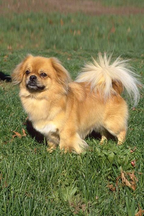 Tibetan Dog, Dog Breeds That Dont Shed, Pekingese Puppies, Gus Gus, Pom Dog, Spaniel Breeds, Akc Breeds, Dog Breeds List, Tibetan Spaniel