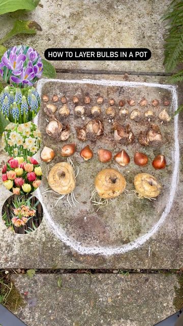 Bulb Lasagne, Planting Daffodil Bulbs, Fall Bulb Planting, Hyacinths Garden, Bulbs Garden Design, When To Plant Tulips, Plants For Small Gardens, Planting Tulips, Tulips Garden