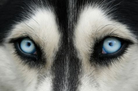 Husky Eyes, Regard Animal, Wolf Eyes, Different Colored Eyes, Eye Close Up, Color Blind, A Husky, Dog Eyes, Older Dogs