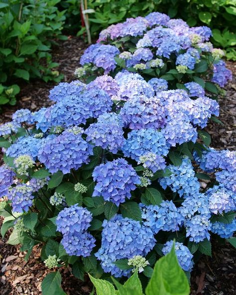 Hydrangea macrophylla 'Let's Dance Lovable' Hydrangea Types, Bigleaf Hydrangea, Hydrangea Care, Pink And Lavender, Hydrangea Macrophylla, Hydrangea Not Blooming, Planting Hydrangeas, Proven Winners, Summer Plants