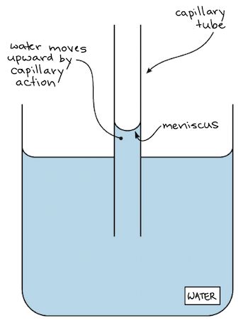 Why does capillary action occur? + Example Capillary Action, Cohesion And Adhesion Of Water, Algae Classification, Koppen Climate Classification, Hydrogen Atom, Action Research, Surface Tension, Water Molecule, Khan Academy