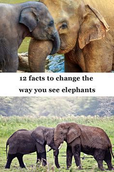 12 facts to change the way you see elephants Fun Facts About Elephants, Facts About Elephants, Elephant Quotes, Random Animals, Elephant Facts, Bizarre Animals, Fun Facts About Animals, Elephants Photos, Elephant Painting