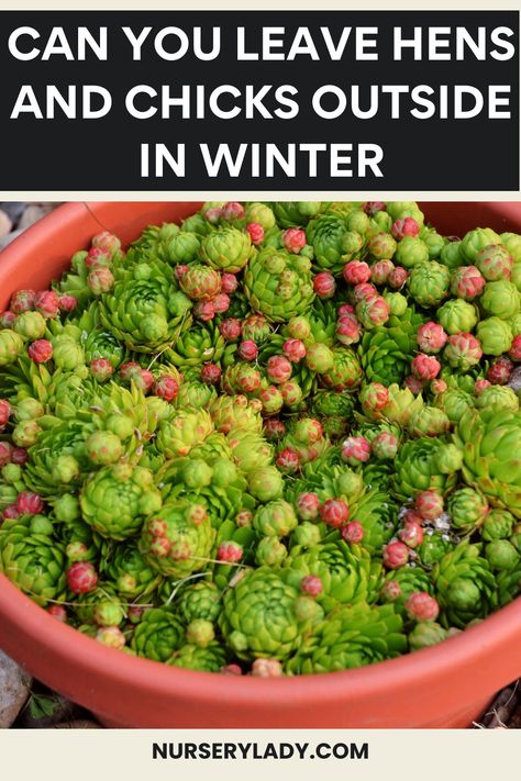 "Pinterest, winter gardening, 
outdoor succulents, 
cold hardy plants, 
winter care for hens and chicks, 
succulent garden ideas, 
winter plant care, 
frost tolerant succulents, 
outdoor plant care, 
winterizing succulents, 
garden maintenance in winter, 
overwintering hens and chicks. Hen And Chicks Planting Ideas, Hens And Chicks Succulent, Survive Winter, Potted Garden, Winter Care, Winter Outdoors, Garden Fun, Hen Chicken, Succulent Care