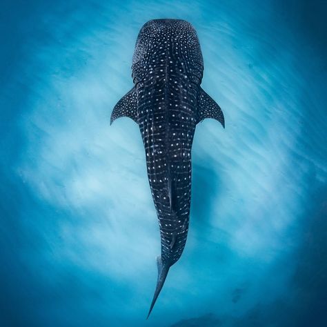 Did you know whale shark spot patterns act like human fingerprints, helping researchers identify unique individuals? ? Whale Shark Top View, Whale Shark Photography, Shark Photography, Future Marine, Ocean Friends, Whale Sharks, Human Interest, See World, Silhouette Painting