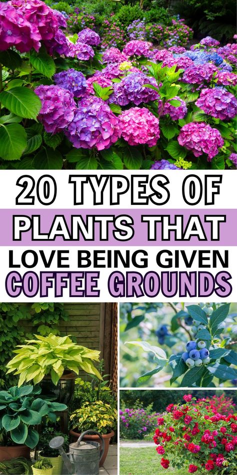 Did you know many plants that like coffee grounds? Find out which plants in your garden would love your leftover coffee bits! Coffee For Plants Gardening Tips, Plants That Like Coffee Grounds, Which Plants Like Coffee Grounds, Plants That Love Coffee Grounds, What Plants Like Coffee Grounds, Coffee In Garden, Blessings Party, Coffee Grounds In The Garden, Coffee Grounds Garden