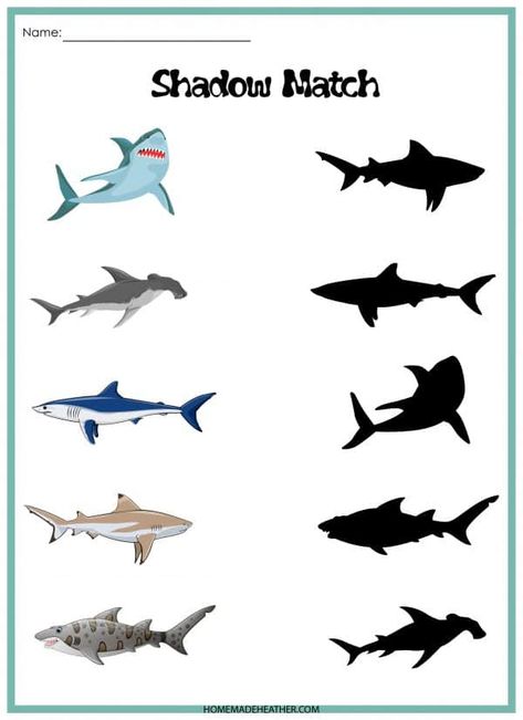 Free Shark Match Activity Printable Shark Worksheets Kindergarten, Build A Shark Printable, Shark Memory Game, Preschool Shark Week Activities, Shark Learning Activities For Kids, Shark Math Activities For Preschool, Shark Lesson Plans Preschool, Shark Activity Preschool, Shark Worksheets Preschool