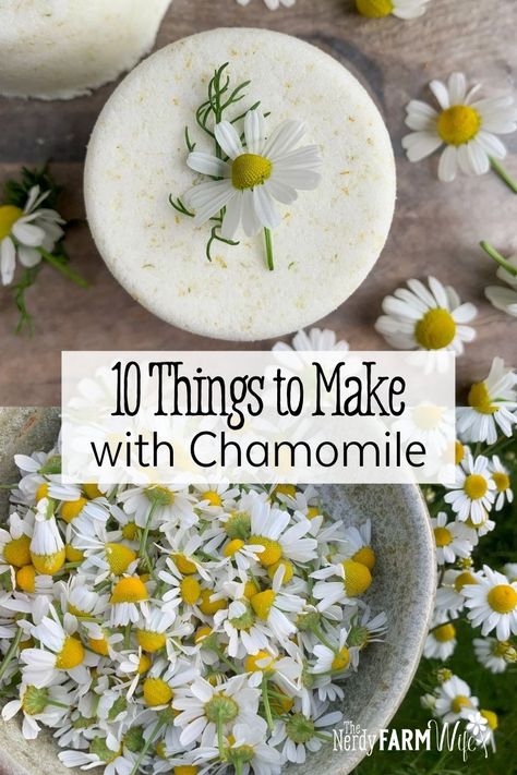 Chamomile Recipes, Flower Recipes, Chamomile Plant, Herbal Medicine Recipes, Herbal Remedies Recipes, Salve Recipes, Medicinal Herbs Garden, Chamomile Flower, Medical Herbs