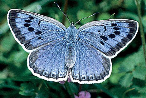 This is the Large Blue butterfly, which is mentioned on page 16. "Things most collectors only get a go at once in a lifetime." Flight Patterns, Butterfly Locs, Butterfly Face, Butterfly Species, Butterfly Images, Blue Morpho, British Wildlife, Beautiful Bugs, Butterfly Pictures