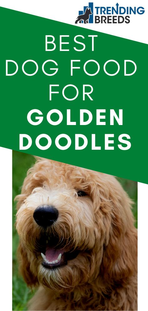 If you’re thinking about adding a Goldendoodle to your brood, you need to know as much about them as possible, because the breed, as every variety of dog does, has its own special needs and requirements. That’s why we’ve put together a list of the best dog foods for Goldendoodle so that you can be prepared for the moment when the latest member of your family walks through the door of your home and settles in for the first meal of the rest of their life. Best Dog Food For Goldendoodles, Golden Doodle Homemade Food, Homemade Dog Food Vet Approved, Goldendoodle Miniature, Chicken Dog Food Recipes, Best Puppy Food, Golden Doodle Dog, Diy Dog Food, Best Treats For Dogs