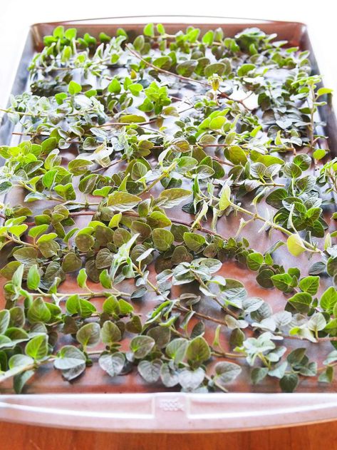 How to Dry Oregano (and Other Herbs) Fast—Use the Oven! – Garden Betty Dry Herbs In Oven, How To Dry Oregano Leaves, Drying Oregano, Dehydrating Herbs, Garden Betty, Dry Oregano, Drying Fresh Herbs, Dehydrating Food, Preserving Herbs