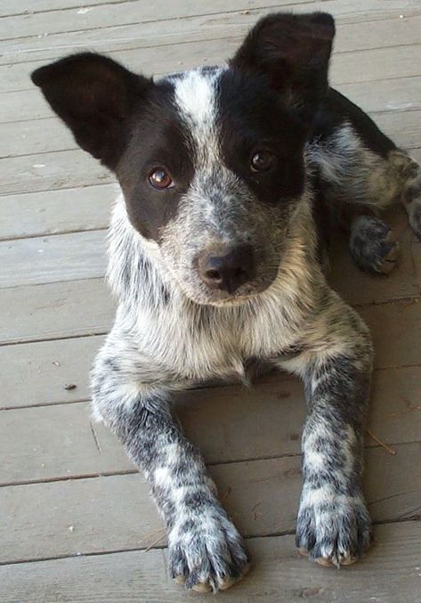 Border Collie Mix Dogs, Collie Mix Dogs, Blue Heeler Border Collie, Blue Healer, Cattle Dog Puppy, Dog Border Collie, Austrailian Cattle Dog, Cattle Dogs Rule, Australian Cattle Dog Mix