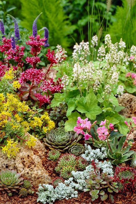 Alpine Rockery Plants Plant Types, Plant Varieties, Alpine Plants, Outdoor Plant, Types Of Plants, Outdoor Plants, Open Space, Outdoor Garden, Garden Plants